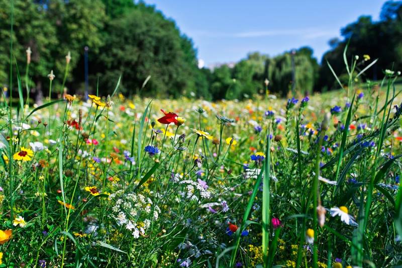 Echo Investment and Łąka Foundation established Echo-Łąka program  to set up wildflower meadows