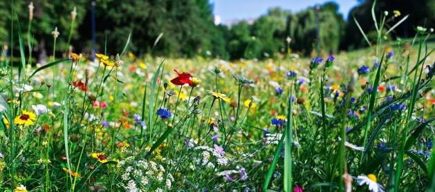 Echo Investment and Łąka Foundation established Echo-Łąka program  to set up wildflower meadows