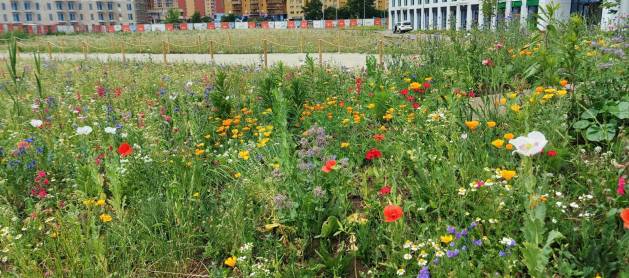 Nowa łąka kwietna zadba o wrocławski mikroklimat i ograniczy smog