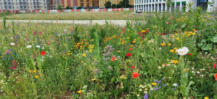 Nowa łąka kwietna zadba o wrocławski mikroklimat i ograniczy smog