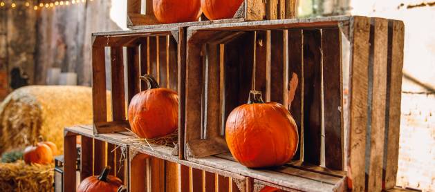 Fuzja wita w jesiennej odsłonie